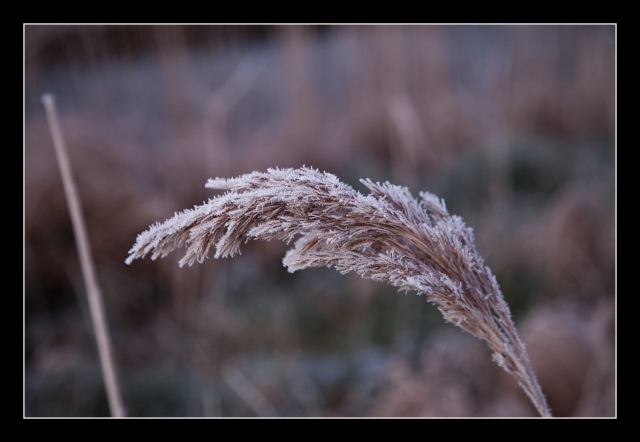 Frosty reed