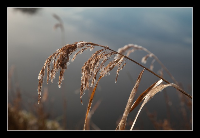 Frosty reeds